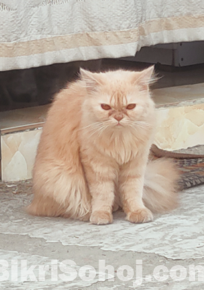 Pure Persian Female Cat